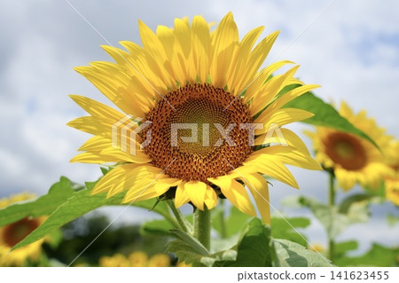 Sunflower blooming towards the sun Sunflower blooming towards the sun 141623455