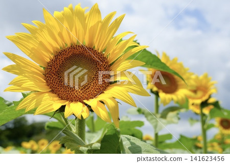 開花往太陽的向日葵 開花往太陽的向日葵 141623456