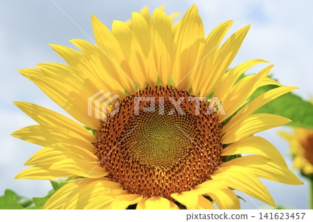 Sunflower blooming towards the sun Sunflower blooming towards the sun 141623457