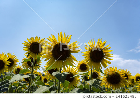 Sunflowers in full bloom and the midsummer sunshine Sunflowers in full bloom and the midsummer sunshine 141623483