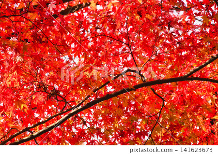 京都今熊野觀音寺:美麗的紅葉(京都府京都市東山區) 京都今熊野觀音寺:美麗的紅葉(京都府京都市東山區) 141623673
