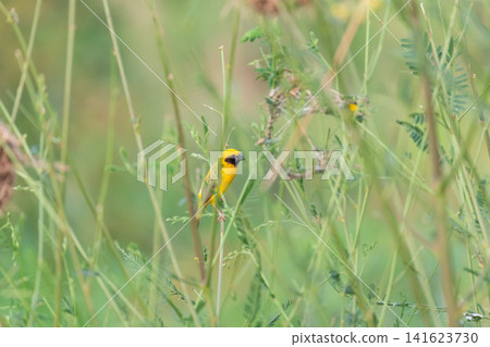 Bright yellow weaver bird perched among green grass natural habitat soft background ideal for wildlife birdwatching nature conservation biodiversity themes Bright yellow weaver bird perched among green grass natural habitat soft background ideal for wildlife birdwatching nature conservation biodiversity themes 141623730