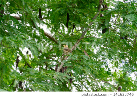 Baya weaver bird perched leafy branch lush green tree natural habitat soft daylight wildlife detail rich foliage organic textures Baya weaver bird perched leafy branch lush green tree natural habitat soft daylight wildlife detail rich foliage organic textures 141623746
