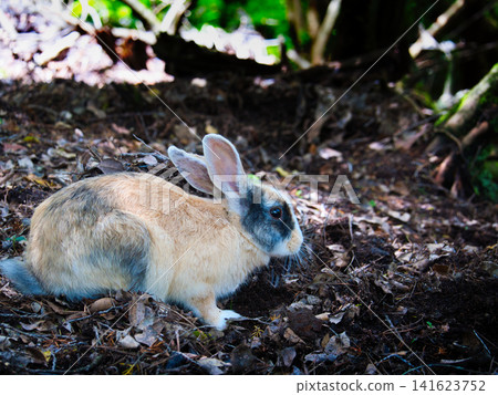 Rabbits in the mountains Rabbits in the mountains 141623752