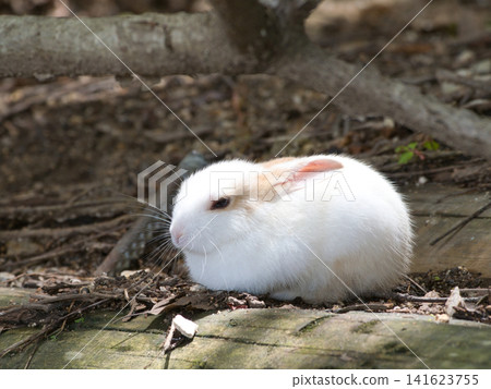 White rabbit in the mountains White rabbit in the mountains 141623755
