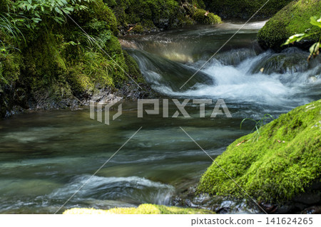 Moss-covered valley at the source of the Serikawa River Moss-covered valley at the source of the Serikawa River 141624265