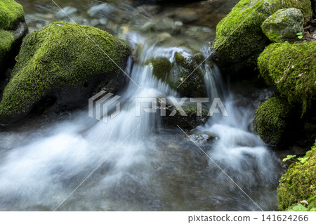 Moss-covered valley at the source of the Serikawa River Moss-covered valley at the source of the Serikawa River 141624266