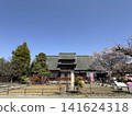 觀藏宅邸，櫻花正值盛開。 141624318