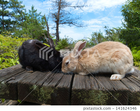 Rabbits on the mountaintop Rabbits on the mountaintop 141624346