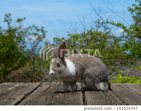 Rabbits on the mountaintop Rabbits on the mountaintop 141624347