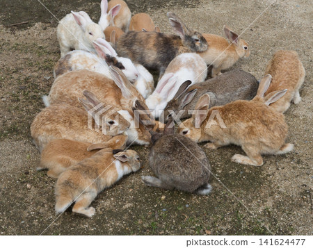 Rabbits playing in the park on Rabbit Island Rabbits playing in the park on Rabbit Island 141624477