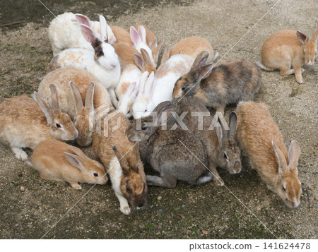Rabbits playing in the park on Rabbit Island Rabbits playing in the park on Rabbit Island 141624478