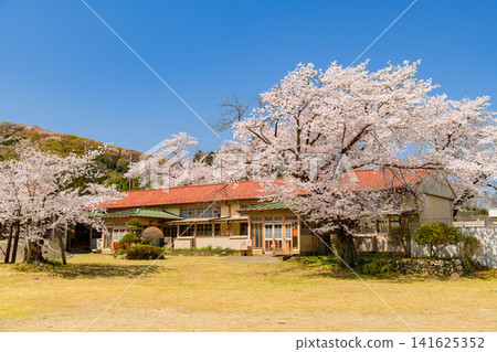 [Wooden school building and cherry blossoms] Cherry blossoms in full bloom and a blue sky at the former Ogawa Elementary School Shimosato Branch in Saitama. 141625352