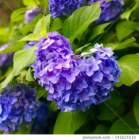 Heart-shaped hydrangeas in vibrant blue-purple Heart-shaped hydrangeas in vibrant blue-purple 141625510