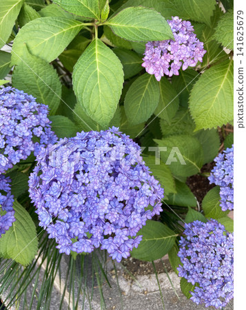 Blue hydrangea blooming in the rainy season Blue hydrangea blooming in the rainy season 141625679