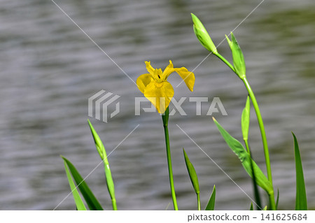 Yellow iris, one flower Yellow iris, one flower 141625684
