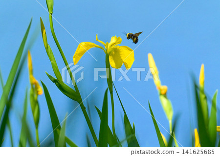 A bumblebee perched on a yellow iris A bumblebee perched on a yellow iris 141625685