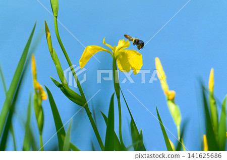 A bumblebee perched on a yellow iris A bumblebee perched on a yellow iris 141625686