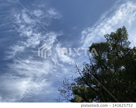 兩隻鳥兒翱翔在藍天和樹林間,還有美麗的捲雲。 兩隻鳥兒翱翔在藍天和樹林間,還有美麗的捲雲。 141625752