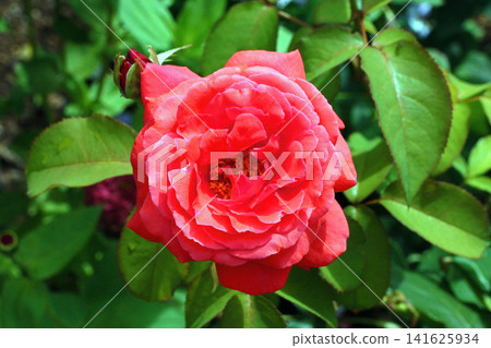 Duftwolke Duftwolke 141625934