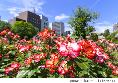 Rose garden in full bloom (Odori Park Sunken Garden) Rose garden in full bloom (Odori Park Sunken Garden) 141626244