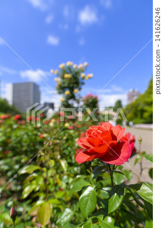 Rose garden in full bloom (Odori Park Sunken Garden) Rose garden in full bloom (Odori Park Sunken Garden) 141626246