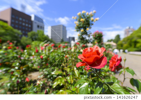 Rose garden in full bloom (Odori Park Sunken Garden) Rose garden in full bloom (Odori Park Sunken Garden) 141626247