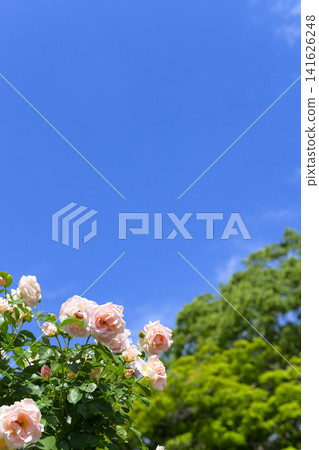A rose garden in full bloom against a blue sky (Odori Sun Garden) A rose garden in full bloom against a blue sky (Odori Sun Garden) 141626248