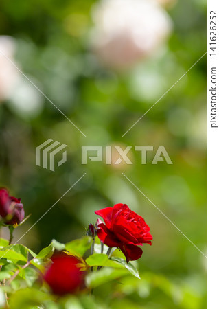 Rose garden in full bloom Rose garden in full bloom 141626252