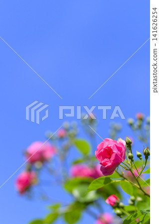 盛開的玫瑰園和蔚藍的天空 盛開的玫瑰園和蔚藍的天空 141626254