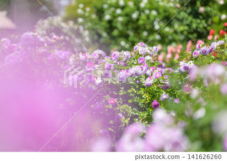 Rose garden in full bloom (Odori Sun Garden) Rose garden in full bloom (Odori Sun Garden) 141626260