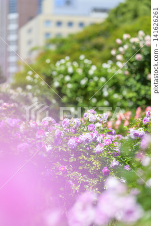 盛開的玫瑰園(大陽園) 盛開的玫瑰園(大陽園) 141626261