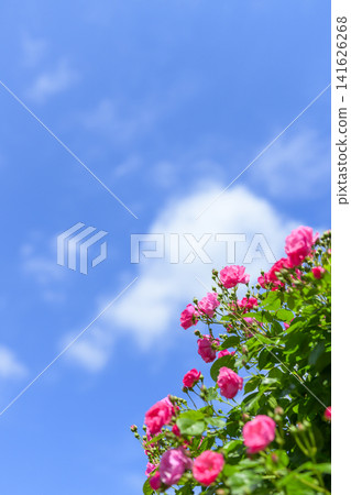 盛開的玫瑰園和蔚藍的天空 盛開的玫瑰園和蔚藍的天空 141626268
