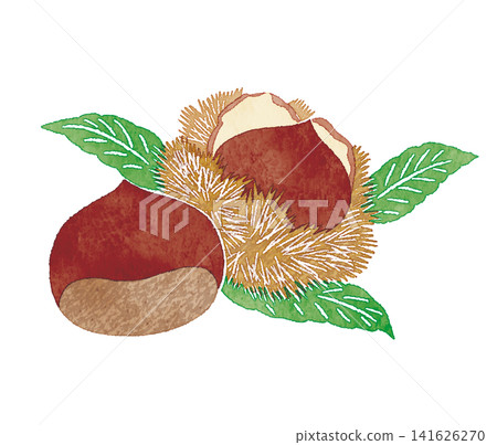 Hand-drawn watercolor illustration of chestnuts and chestnut burrs | Autumn flavors, harvest season, white background Hand-drawn watercolor illustration of chestnuts and chestnut burrs | Autumn flavors, harvest season, white background 141626270