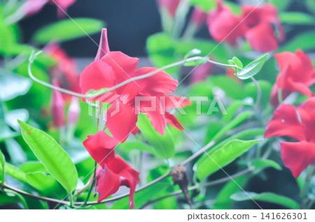 Mandevilla Vine ,Rose Dipladenia or  Mandevilla x amabilis Backh and Backh f Dress Alice du Pont or Apocynaceae or red flower 141626301
