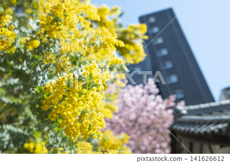 含羞草 含羞草 141626612