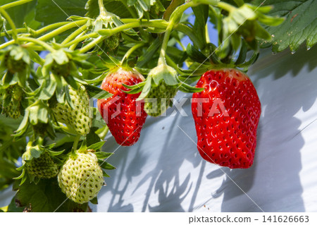 Fresh, bright red strawberries grown in greenhouses – a scene from a strawberry farm as harvest season begins. Fresh, bright red strawberries grown in greenhouses – a scene from a strawberry farm as harvest season begins. 141626663