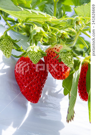 Fresh, bright red strawberries grown in greenhouses – a scene from a strawberry farm as harvest season begins. Fresh, bright red strawberries grown in greenhouses – a scene from a strawberry farm as harvest season begins. 141626669