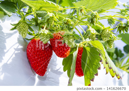 Fresh, bright red strawberries grown in greenhouses – a scene from a strawberry farm as harvest season begins. Fresh, bright red strawberries grown in greenhouses – a scene from a strawberry farm as harvest season begins. 141626670