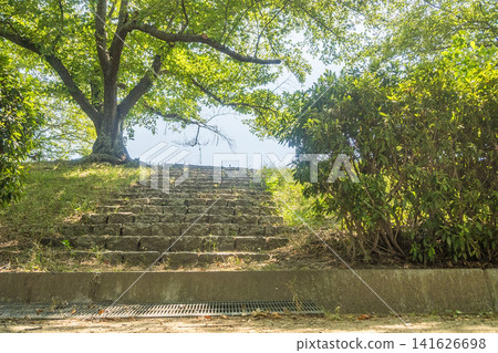 Okayama Prefecture (August) [Park] Finding cicada exoskeletons among the trees with their deep summer green leaves. 141626698