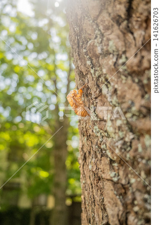 Okayama Prefecture (August) [Park] Finding cicada exoskeletons among the trees with their deep summer green leaves. 141626703