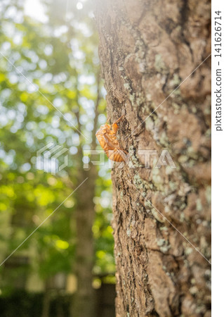 Okayama Prefecture (August) [Park] Finding cicada exoskeletons among the trees with their deep summer green leaves. 141626714