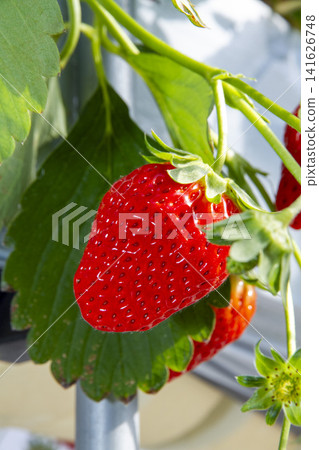 Fresh, bright red strawberries grown in greenhouses – a scene from a strawberry farm as harvest season begins. Fresh, bright red strawberries grown in greenhouses – a scene from a strawberry farm as harvest season begins. 141626748