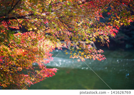 Autumn leaves of Takaoka Kojo Park Autumn leaves of Takaoka Kojo Park 141626769