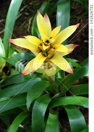 Guzumania Guzumania 141626781
