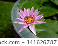 Pink Water Lily Flower with Bee Blooming in a Water Lily Container 141626787