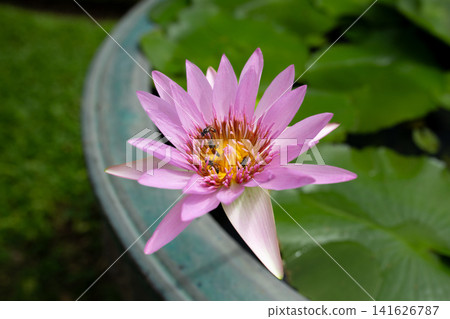 Pink Water Lily Flower with Bee Blooming in a Water Lily Container Pink Water Lily Flower with Bee Blooming in a Water Lily Container 141626787