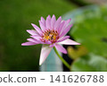 Pink Water Lily Flower with Bee Blooming in a Water Lily Container 141626788