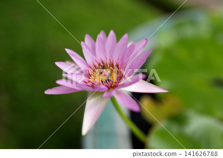 Pink Water Lily Flower with Bee Blooming in a Water Lily Container Pink Water Lily Flower with Bee Blooming in a Water Lily Container 141626788