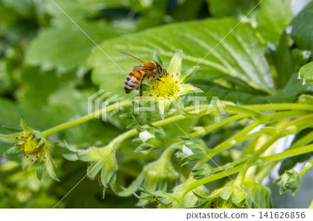 Honeybees pollinating strawberry flowers in a greenhouse: A scene of strawberry pollination. Honeybees pollinating strawberry flowers in a greenhouse: A scene of strawberry pollination. 141626856